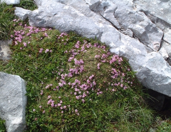 Silene acaulis / Silene acaule, S. a cuscinetto